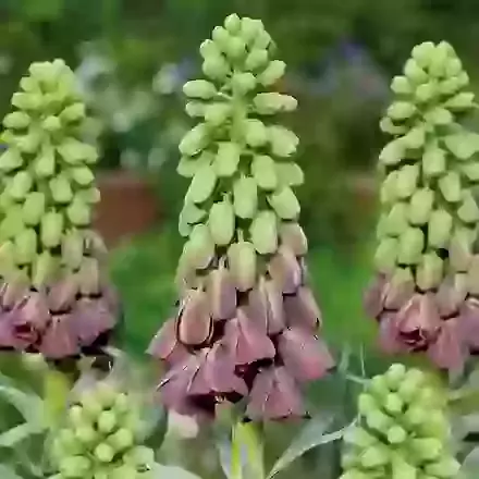 Purple Favorite